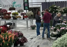 CAST at Green Fuse in Somis. Besides Green Fuse's varieties, also variteis from Beekenkamp, Hem Genetics, Schoneveld, Quality Cuttings and Westhoff were on display.